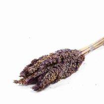 Sorgo Lilás Desidratado p/ Decoração