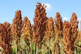 Sorgo Ponta Negra - 10kg De Sementes