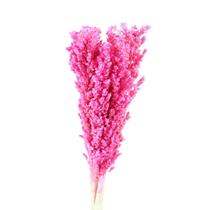 Sorgo Rosa Desidratado p/ Decoração