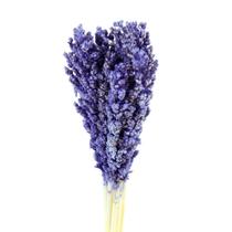 Sorgo Roxo Desidratado p/ Decoração