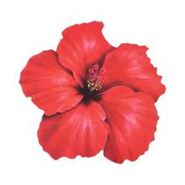 Sousplats Descartáveis Em Forma De Flor De Hibisco Havaiano 8 Peças Decoração De Mesa Para Festa De
