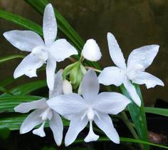 Spathoglottis plicata alba Spathoglottis plicata alba