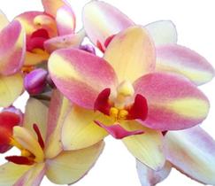Spathoglottis Tropical Punch Spathoglottis Tropical Punch