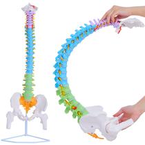Spine Model Ruiishunyy Life Size 88 cm com nervos e artérias Spine Model Ruiishunyy Life Size 88 cm com nervos e artérias