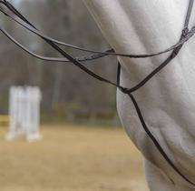 Standing Martingale Shires Avignon em tamanho real Havana