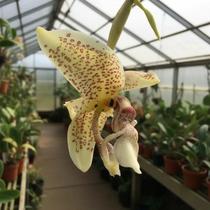 Stanhopea Oculata - Orquídea de Grande Porte Stanhopea Oculata - Orquídea de Grande Porte