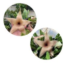 Stapelia Gigantea Amarela Top Para Colecionadores Exigentes