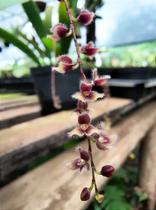 Stelis SP - Micro-Orquídea de Espécie Não Identificada
