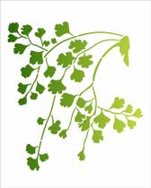 Stencil Pintura Plantas Avenca 3367 20x25 Opa Stencil Pintura Plantas Avenca 3367 20x25 Opa