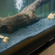 Substrato Escuro 5 kg Aquario Lago Peixe Pet Betta Cascalho