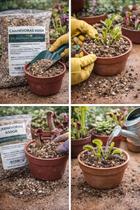 substrato para carnivoras dioneias, serracenias e nepenthes 4 litros ou 650 gr
