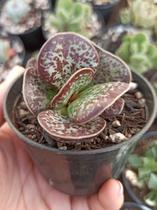 Suculenta Adromischus Maculatus