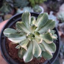 Suculenta Aeonium Castello Paivae pote 11 Suculenta Aeonium Castello Paivae pote 11