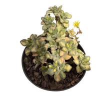 Suculenta Aeonium Lindleyi Variegata pote 9cm