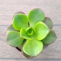 Suculenta Aeonium Nobile Suculenta Aeonium Nobile