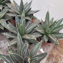 Suculenta agave reginae (agave victoriae-reginae) Suculenta agave reginae (agave victoriae-reginae)