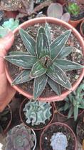 Suculenta agave vitoria reginae
