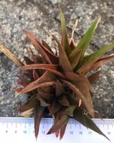 Suculenta Aloe Black Gem 9cm