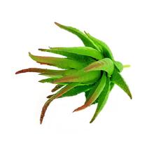 Suculenta Aloe Cacto em Silicone Verde Mesclado - A Casa Maison