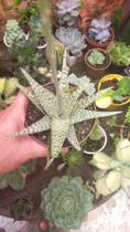 Suculenta Aloe Rauhii pote 11