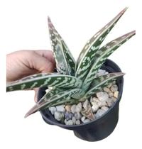 Suculenta Aloe Variegata Suculenta Aloe Variegata