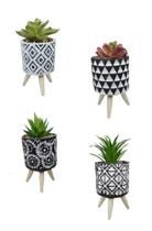 Suculenta Artificial Vasinho Com Pé Madeira Vaso De Cimento