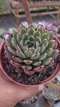 Suculenta Black Tips Suculenta Black Tips