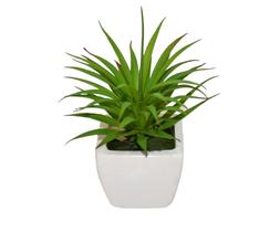 Suculenta Cacto de Pontas Artificial em Vaso de Louça 15cm