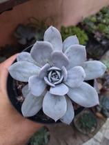 Suculenta Caly Argentea Suculenta Caly Argentea
