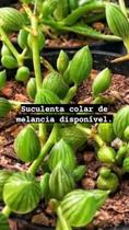 Suculenta colar de melancia