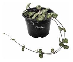 Suculenta Coração Emaranhado Variegata ( Ceropegia Woodii )