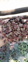 Suculenta Crassula Marginalis Rubra