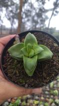 Suculenta CRASSULA SPRINGTIME Suculenta CRASSULA SPRINGTIME