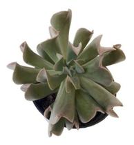 Suculenta Dark Vader 7 a 9cm