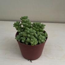 Suculenta dedo de moça (sedum pachyphyllum)