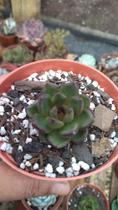 Suculenta Ebony Green