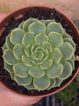 Suculenta Echeveria Ben Badis pote 11 - Suculentas e Cia