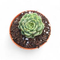 Suculenta Echeveria Ben Badis pote 9 cm