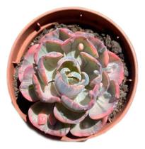 Suculenta Echeveria Beyoncé Rara De Coleção Pote 11 Suculenta Echeveria Beyoncé Rara De Coleção Pote 11