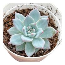 Suculenta Echeveria Blue Bird Suculenta Echeveria Blue Bird