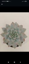 Suculenta Echeveria Blue Bird