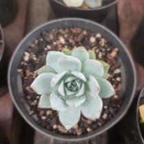Suculenta Echeveria Blue Star