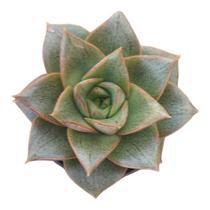 Suculenta Echeveria Dionysius pote 6 Suculenta Echeveria Dionysius pote 6
