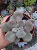 Suculenta Echeveria Goiabinha pote 11