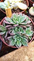 Suculenta Echeveria indica