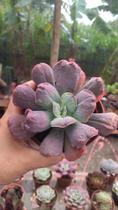 Suculenta Echeveria Línguas, maravilhosa, exótica, planta para coleção