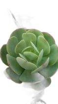 Suculenta Echeveria Mandala Citrus