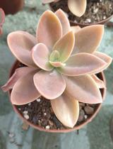 Suculenta Echeveria Metálica