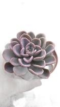 Suculenta Echeveria Orpet Suculenta Echeveria Orpet