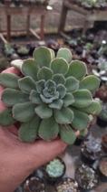 Suculenta Echeveria Paula